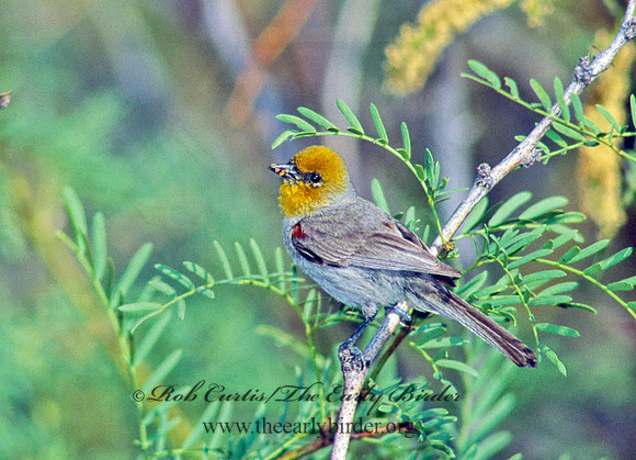 Auriparus flaviceps  VERDIN 108123