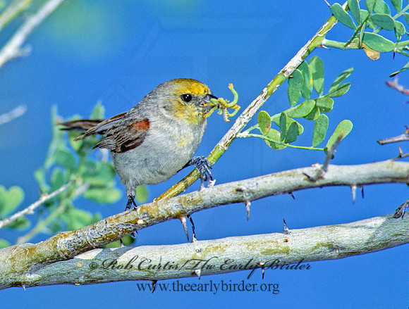 Auriparus flaviceps  VERDIN 108125