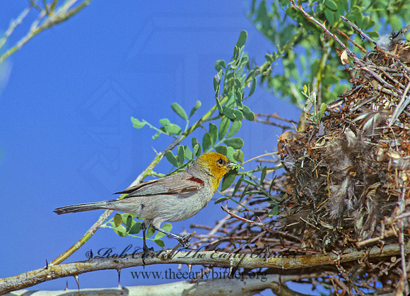 Auriparus flaviceps  VERDIN 108133