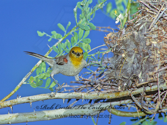 Auriparus flaviceps  VERDIN 108129
