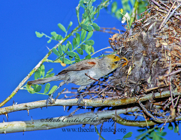 Auriparus flaviceps  VERDIN 108103