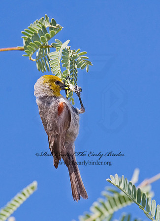 Auriparus flaviceps  VERDIN 7007817