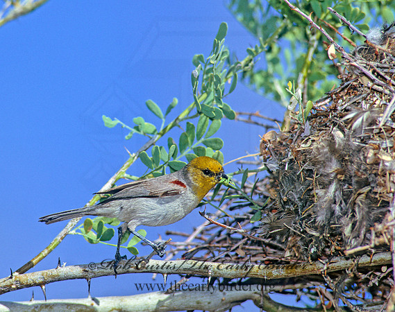 Auriparus flaviceps  VERDIN 108134