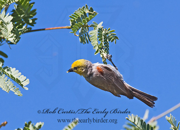 Auriparus flaviceps  VERDIN 7007821