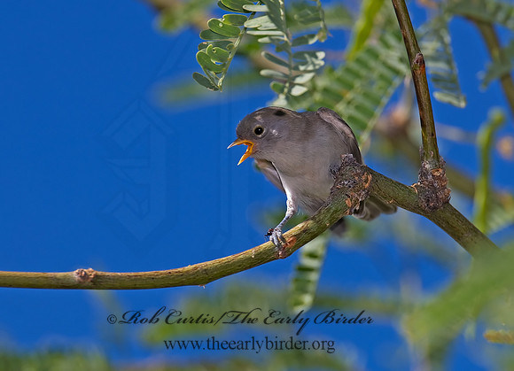 Auriparus flaviceps  VERDIN 7007823