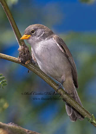 Auriparus flaviceps  VERDIN 7007824