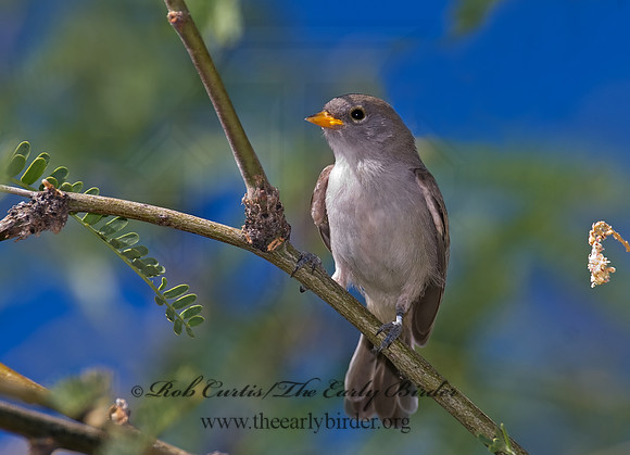 Auriparus flaviceps  VERDIN 7007825