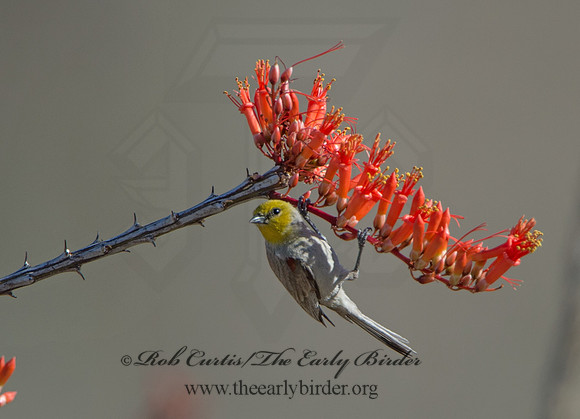 Auriparus flaviceps  VERDIN 9056367