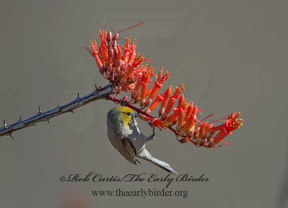 Auriparus flaviceps  VERDIN 9056369