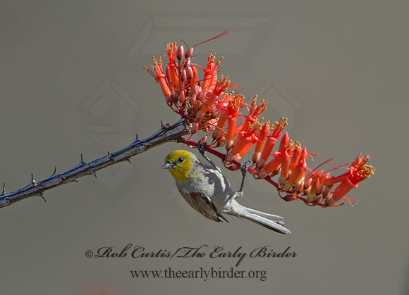 Auriparus flaviceps  VERDIN 9056368