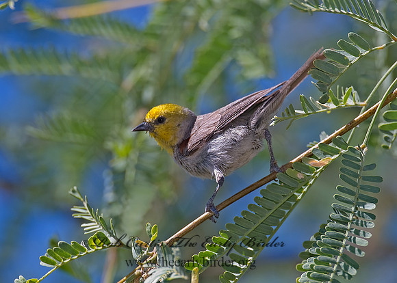 Auriparus flaviceps  VERDIN 7007835