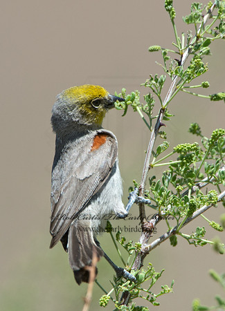 Auriparus flaviceps  VERDIN 9056516