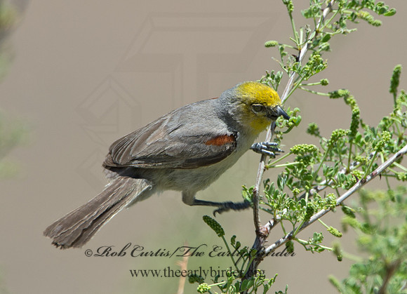 Auriparus flaviceps  VERDIN 9056517