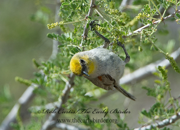 Auriparus flaviceps  VERDIN 9056740