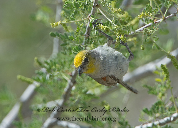 Auriparus flaviceps  VERDIN 9056741