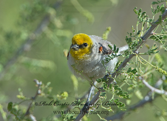 Auriparus flaviceps  VERDIN 9056781
