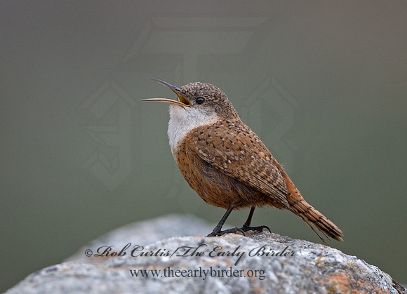 Catherpes mexicanus  CANYON WREN 9058011