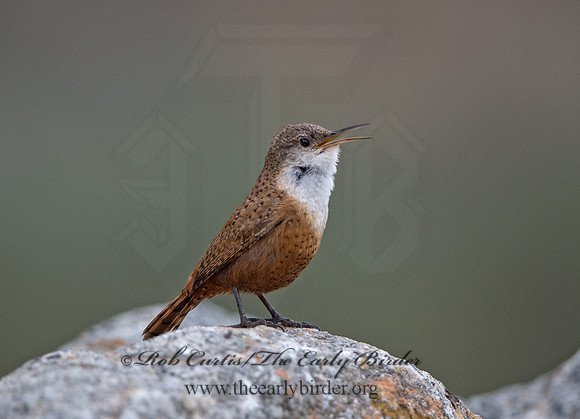 Catherpes mexicanus  CANYON WREN 9058006