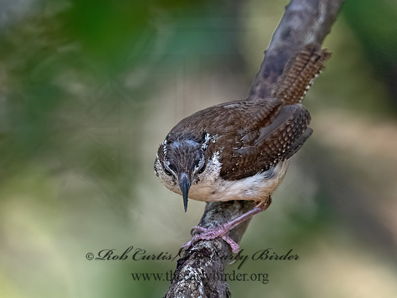 Thryomanes bewickii  BEWICK'S WREN 3041074z