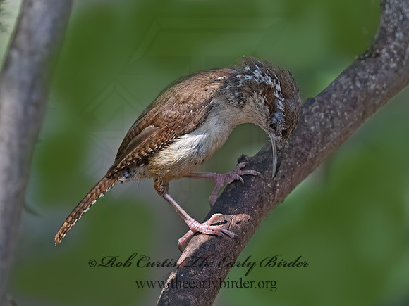 Thryomanes bewickii  BEWICK'S WREN 3041072z