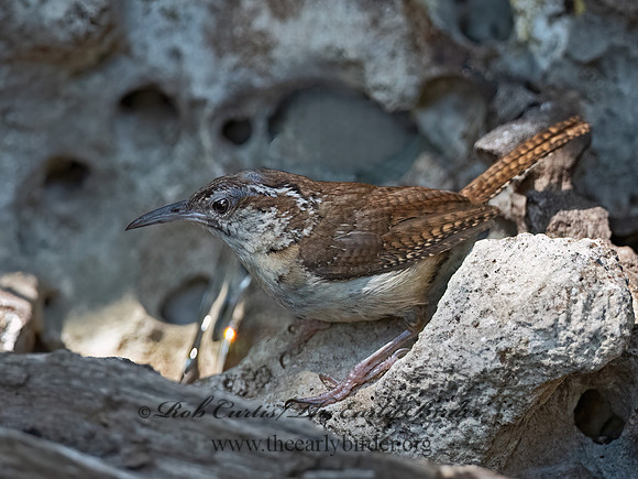 Thryomanes bewickii  BEWICK'S WREN 3041079z