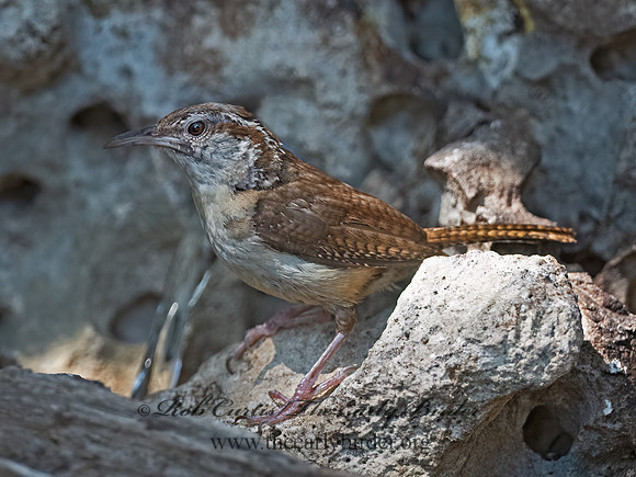 Thryomanes bewickii  BEWICK'S WREN 3041080z