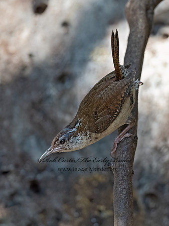 Thryomanes bewickii  BEWICK'S WREN 3041067z