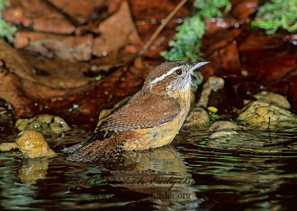 Thyrothorus ludovicianus  CAROLINA WREN 188629