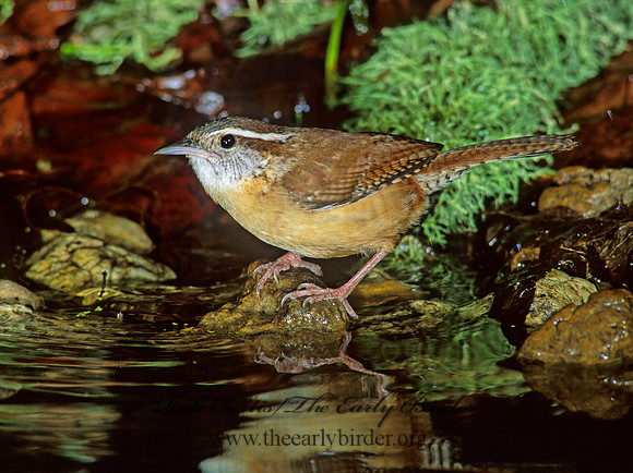 Thyrothorus ludovicianus  CAROLINA WREN 188626