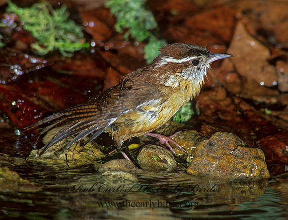 Thyrothorus ludovicianus  CAROLINA WREN 188633