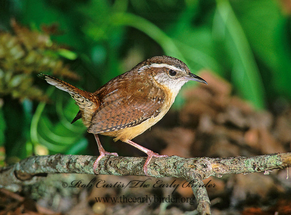 Thyrothorus ludovicianus  CAROLINA WREN 190930