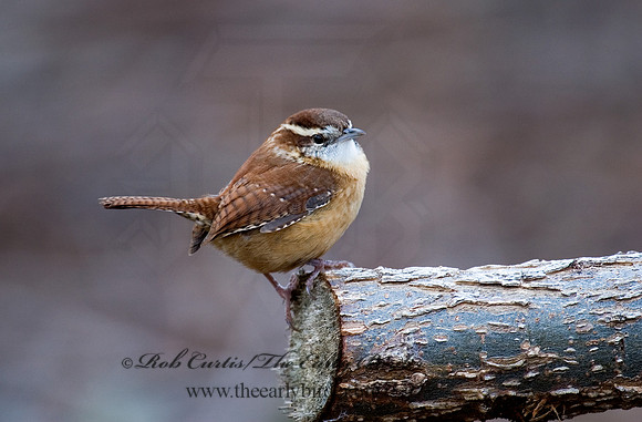 Thyrothorus ludovicianus  CAROLINA WREN 5003392