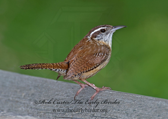 Thyrothorus ludovicianus  CAROLINA WREN 6004624