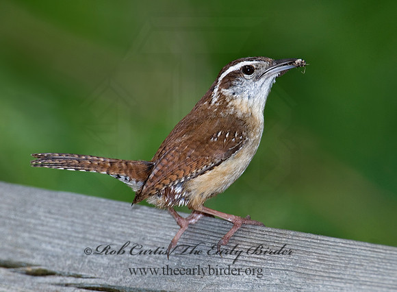 Thyrothorus ludovicianus  CAROLINA WREN 6004630