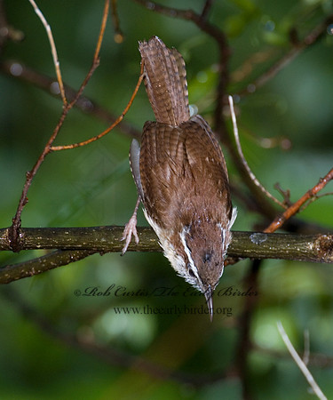 Thyrothorus ludovicianus  CAROLINA WREN 6005153
