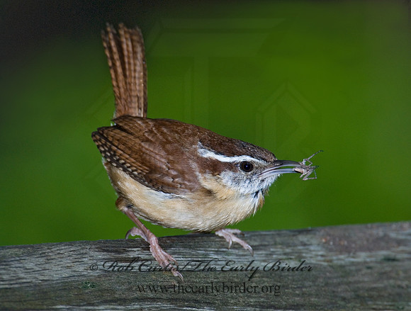 Thyrothorus ludovicianus  CAROLINA WREN 6005167