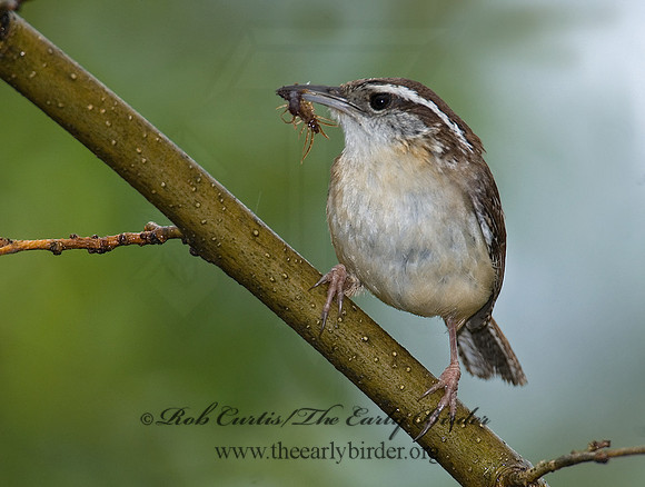 Thyrothorus ludovicianus  CAROLINA WREN 6005175