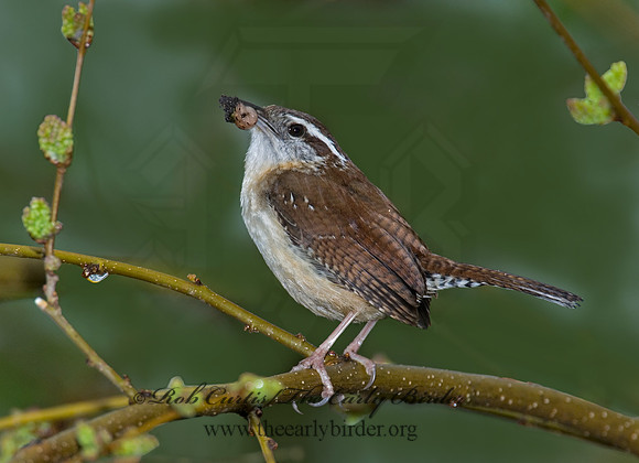 Thyrothorus ludovicianus  CAROLINA WREN 6005182