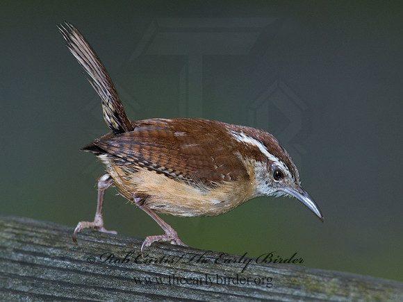 Thyrothorus ludovicianus  CAROLINA WREN 6005190