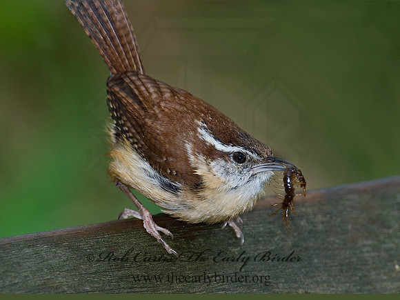 Thyrothorus ludovicianus  CAROLINA WREN 6005188 s