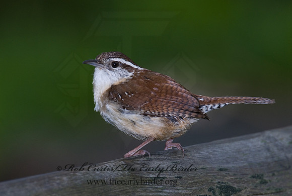 Thyrothorus ludovicianus  CAROLINA WREN 6005189