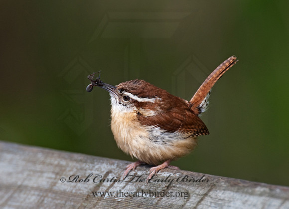Thyrothorus ludovicianus  CAROLINA WREN 6005557