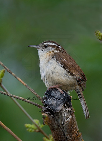 Thyrothorus ludovicianus  CAROLINA WREN 6005554