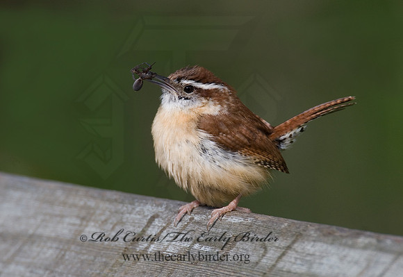 Thyrothorus ludovicianus  CAROLINA WREN 6005556