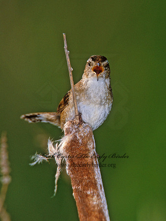 Cistothorus palustris  MARSH WREN 291606
