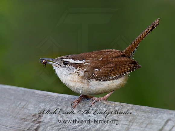 Thyrothorus ludovicianus  CAROLINA WREN 6005564
