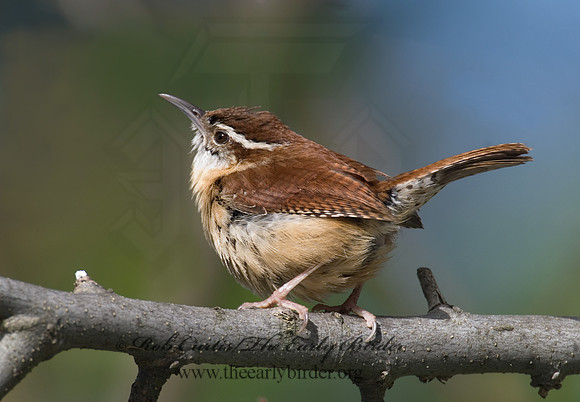 Thyrothorus ludovicianus  CAROLINA WREN 6005561