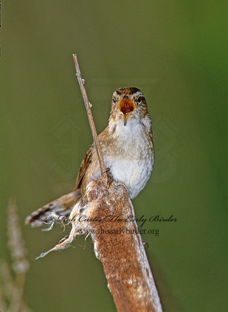 Cistothorus palustris  MARSH WREN 291609