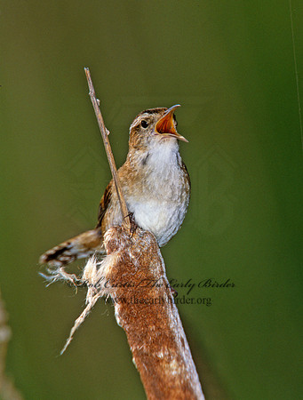 Cistothorus palustris  MARSH WREN 291608