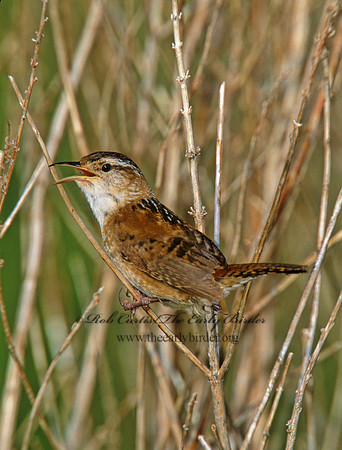 Cistothorus palustris  MARSH WREN 291617